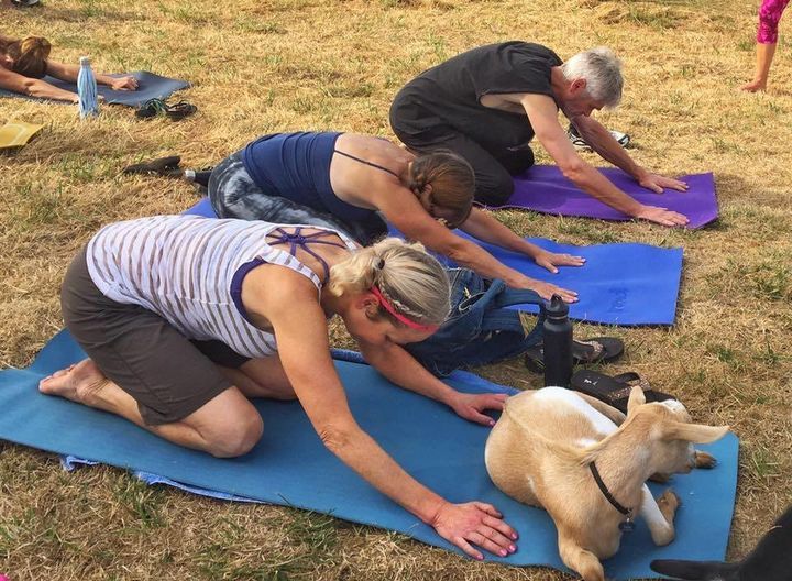 A Goat Yoga class at No Regrets Farm.