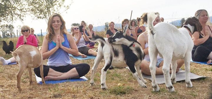 A Goat Yoga class at No Regrets Farm.