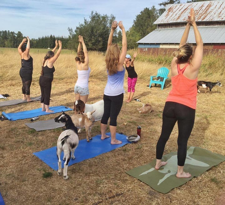 A Goat Yoga class at No Regrets Farm.