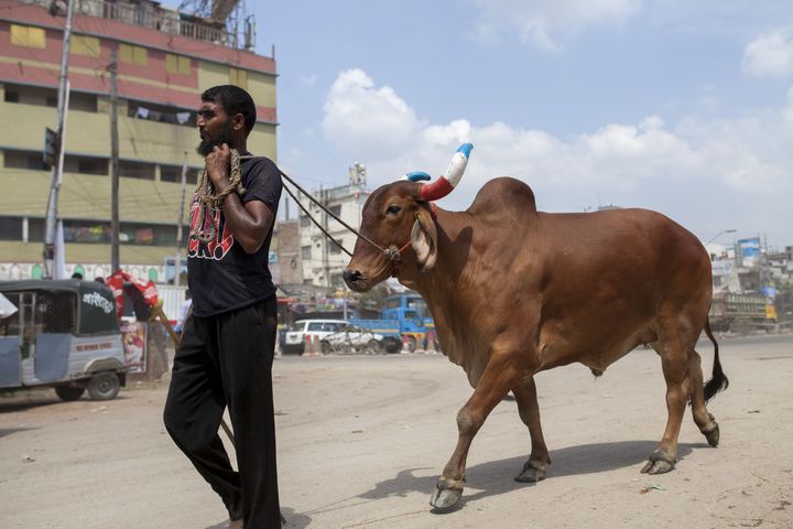 A Muslim man purchases cattle to sacrifice for the upcoming festival of Eid al-Adha in Dhaka, Bangladesh.