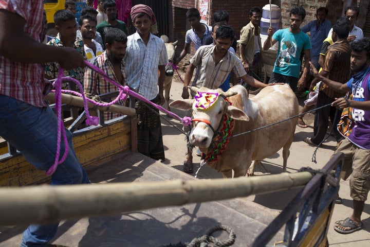 Bangladeshi Muslims purchase cattle to sacrifice for Eid al-Adha.