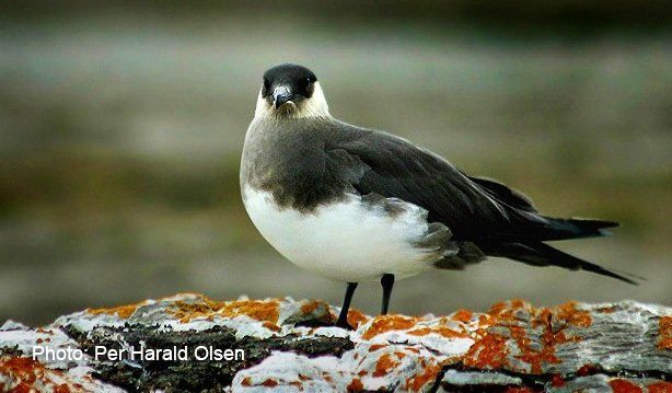 The number of Arctic skua breeding in Scotland declined by 74 percent between 1986 and 2011.