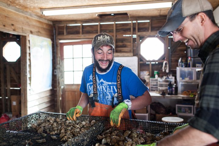 Oyster farm manager Michael Robertson (L) sorts oysters. 