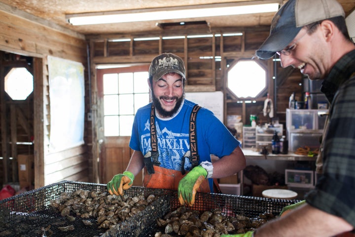 <i>Oyster farm manager Michael Robertson (L) sorts oysters. </i>