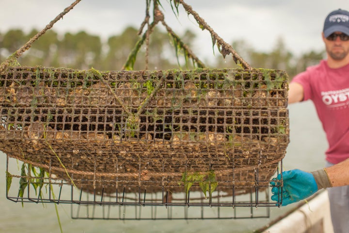 The RR Oysters team brings up oysters to see if they’re harvestable. 