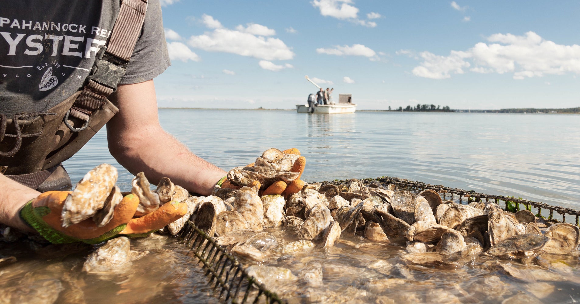 We Played Oyster Farmer On Virginia’s Rappahannock River HuffPost