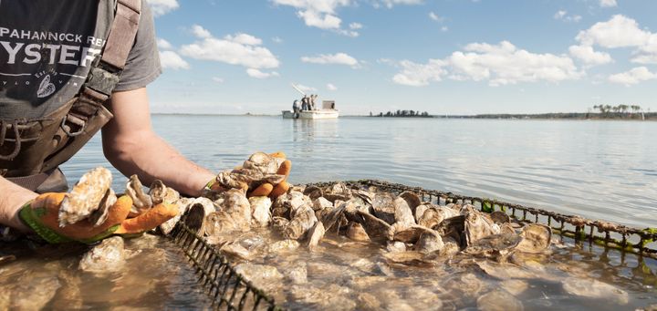 Oyster farm workers check on crop health, density and quality.