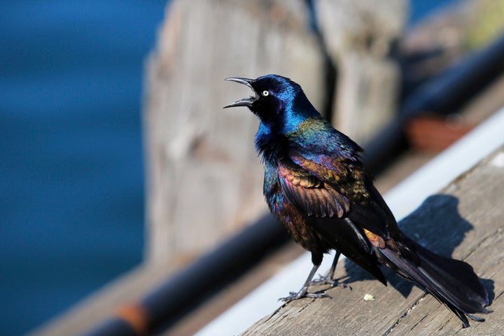 A file photo of a common grackle on a dock in Boston.