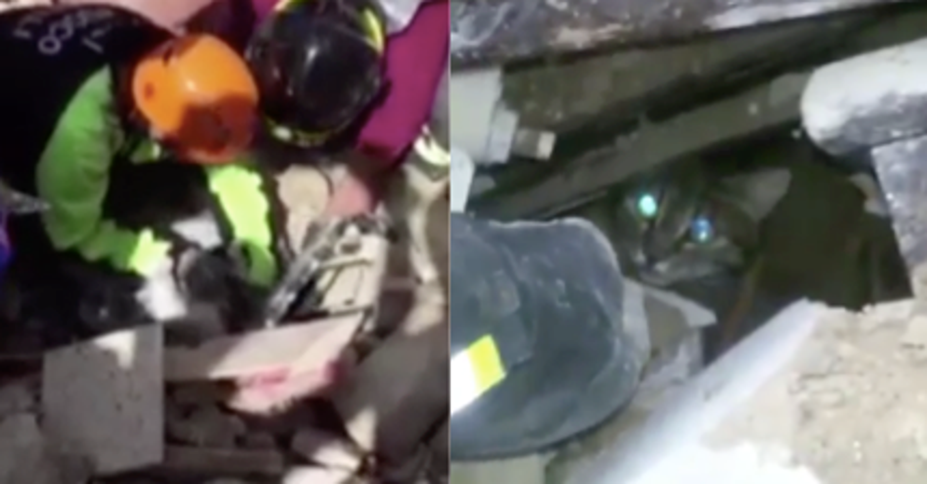 Cats Found Alive After Surviving 2 Weeks Beneath Earthquake Rubble