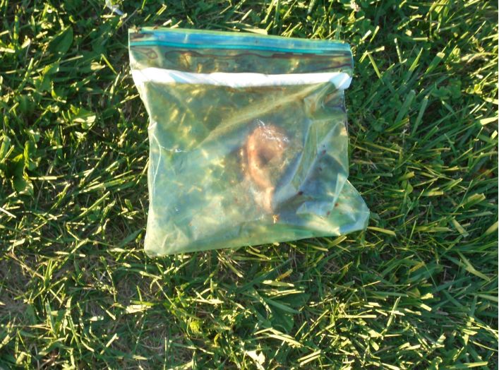 This heart, believed to belong to a human, was found in a plastic bag in Norwalk, Ohio, late last month.