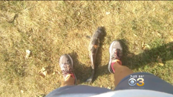 The offending catfish, with feet for scale.