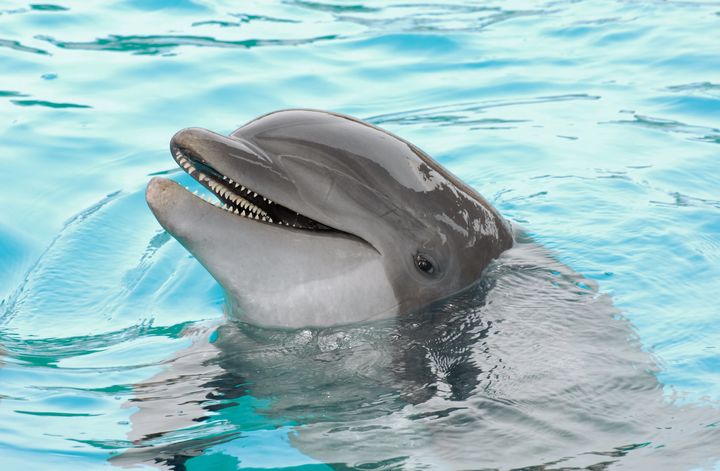 Some scientists have poured cold water over a Russian study that suggests dolphins have their own language in which they can hold conversations with each other.