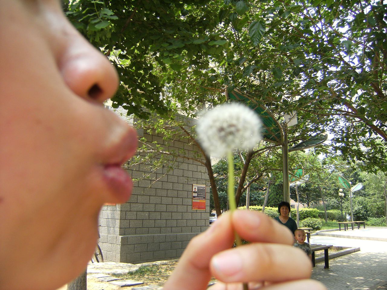 Jin Ling, "Watching dandelion watching blowing dandelion," China, 2009.