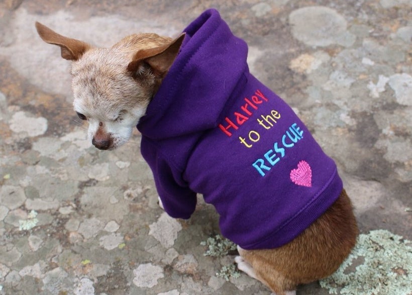 Harley wearing his favorite hoodie, Harley to the Rescue!