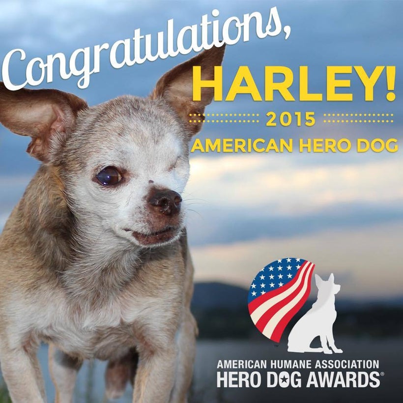 Harley, 2015 American Hero Dog