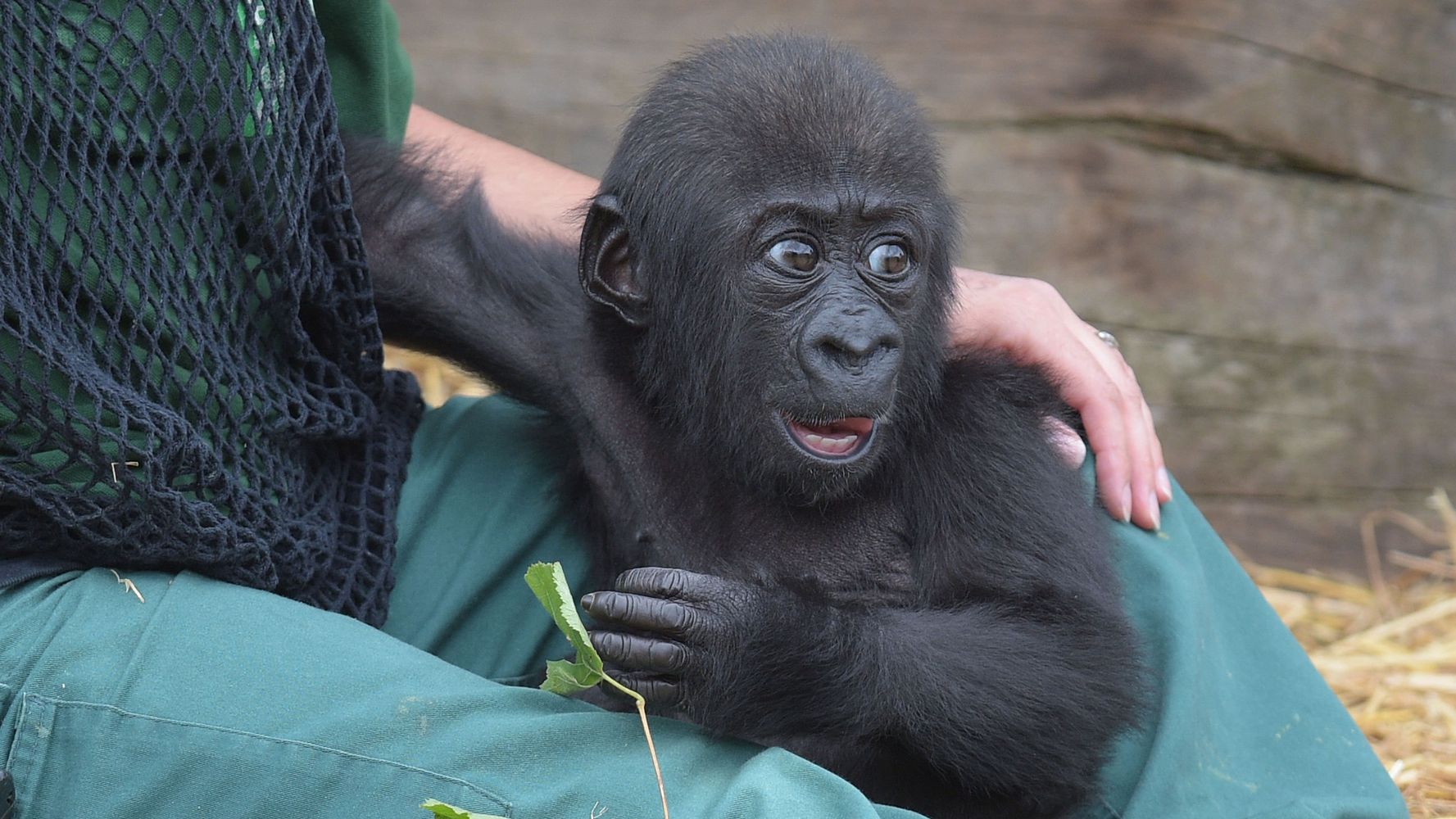 A Baby Gorilla In China Probably Hasn T Been Named Harambe Mcharambeface But We D Love To Be Proved Wrong Huffpost Uk