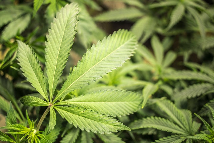 <strong>Cannabis should be legalised for medicinal use, parliamentary group says</strong>