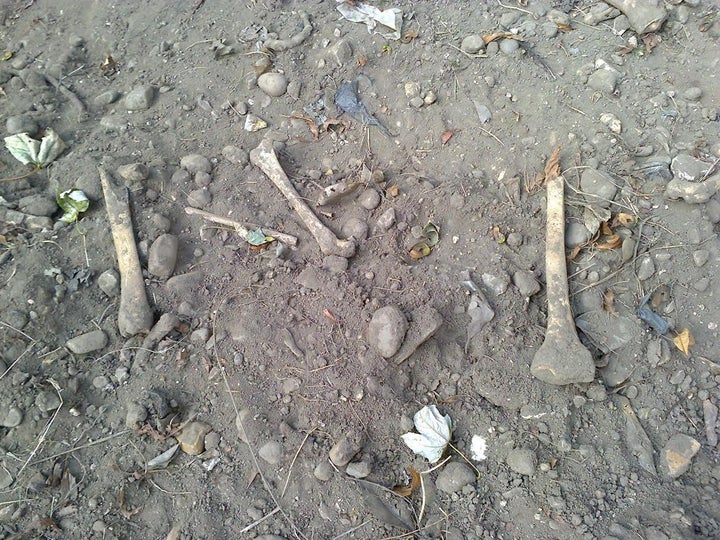 Human bones are being unearthed by badgers in the 13th century All Saints Church in Loughborough, Leicestershire