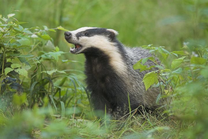 Badgers are a protected species and it is illegal to kill them 
