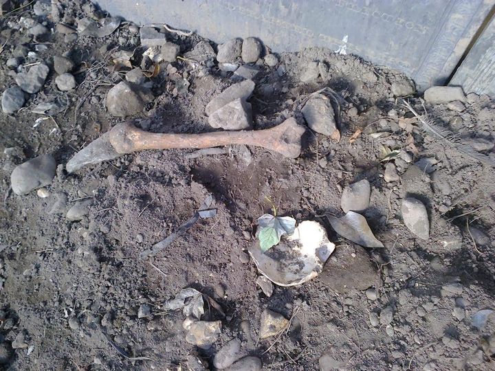 Human bones including skulls, femurs and pelvis bones have been unearthed by the badgers 