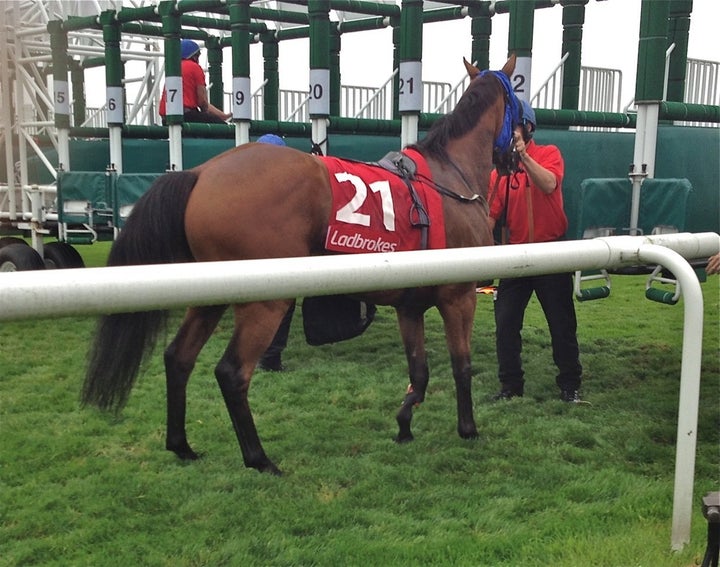 <strong>Mukaynis snapped his left foreleg after becoming distressed in the stalls. He was later shot dead.</strong>