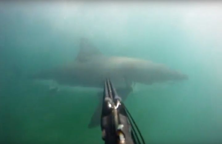 A GoPro camera, attached to the diver's speargun, captured the great white circling past him.