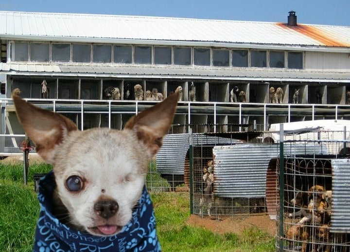 do the amish have puppy mills