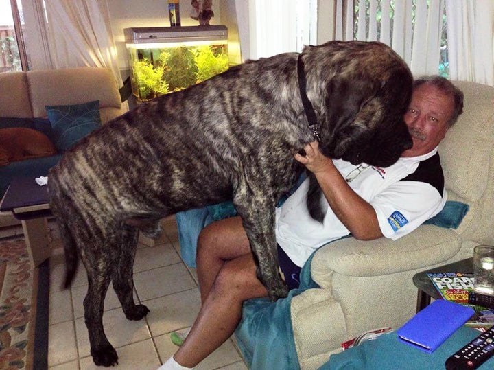 This Ridiculously Massive Dog Is A Big Soft Baby Boy At Heart