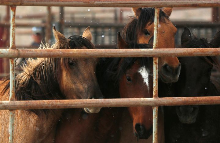 Wild horses in a corral during a BLM gathering operation in 2015.