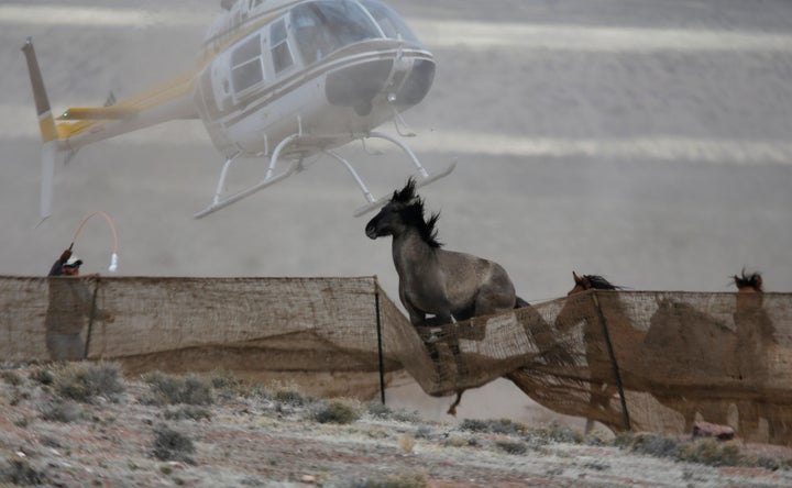 Wild horses escape as the Bureau of Land Management uses a helicopter to drive the herd into a trap last year.