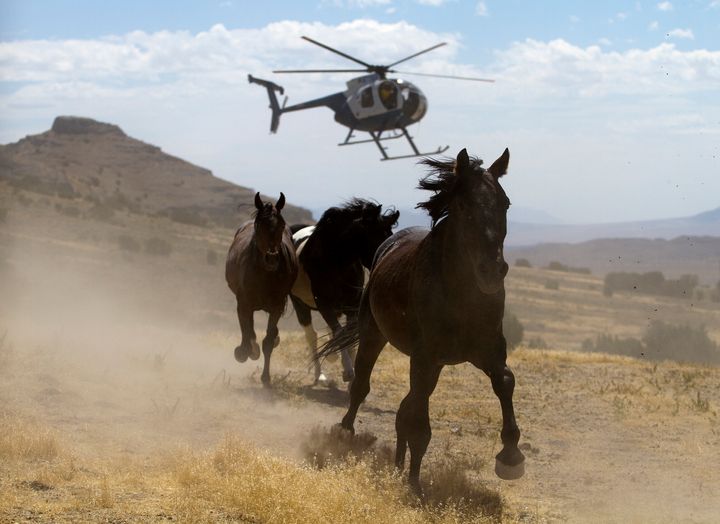 Horses run from a BLM helicopter in 2010.