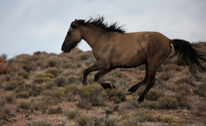 A wild horse escapes a BLM trap in 2015.