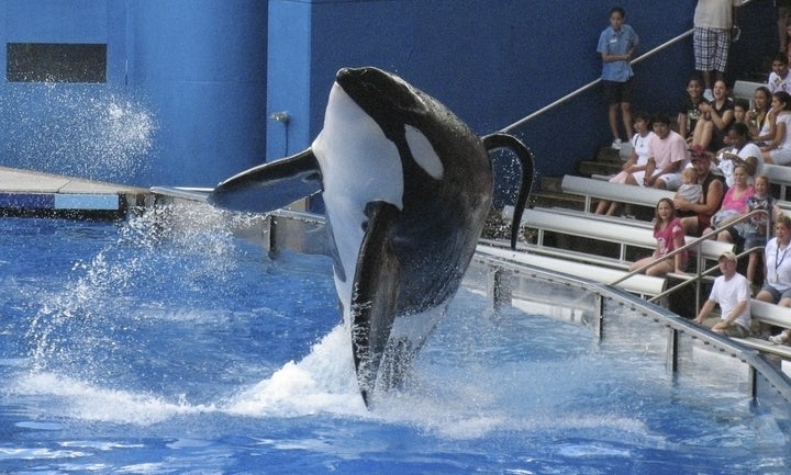 Tilikum, a killer whale at SeaWorld amusement park in Orlando, Florida was featured in the influential 2013 documentary "Blackfish."