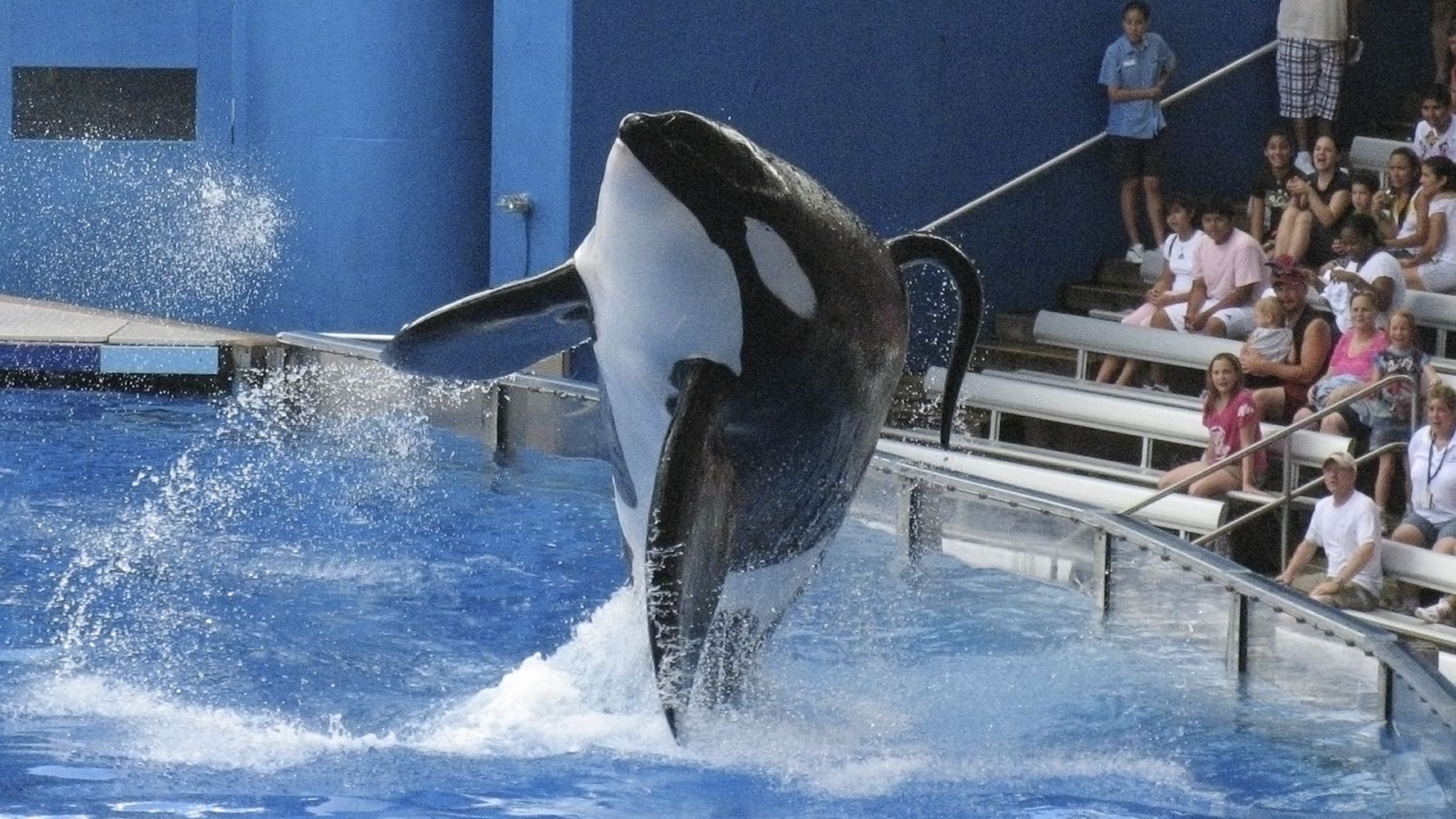 Rescued sea lion known for roaming San Diego dies, SeaWorld announces, San  Diego