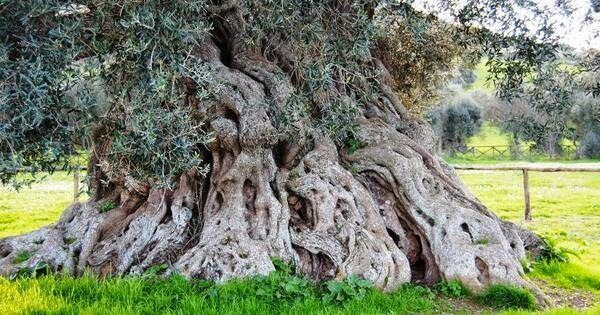 Centuries-old olive trees in Puglia, South Italy