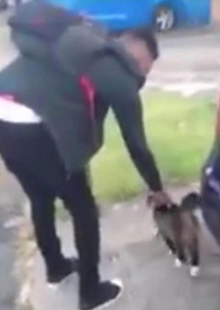 <strong>The youth at first strokes the cat on the head before launching his attack</strong>