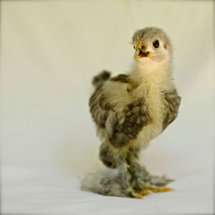 Image of a fledgling