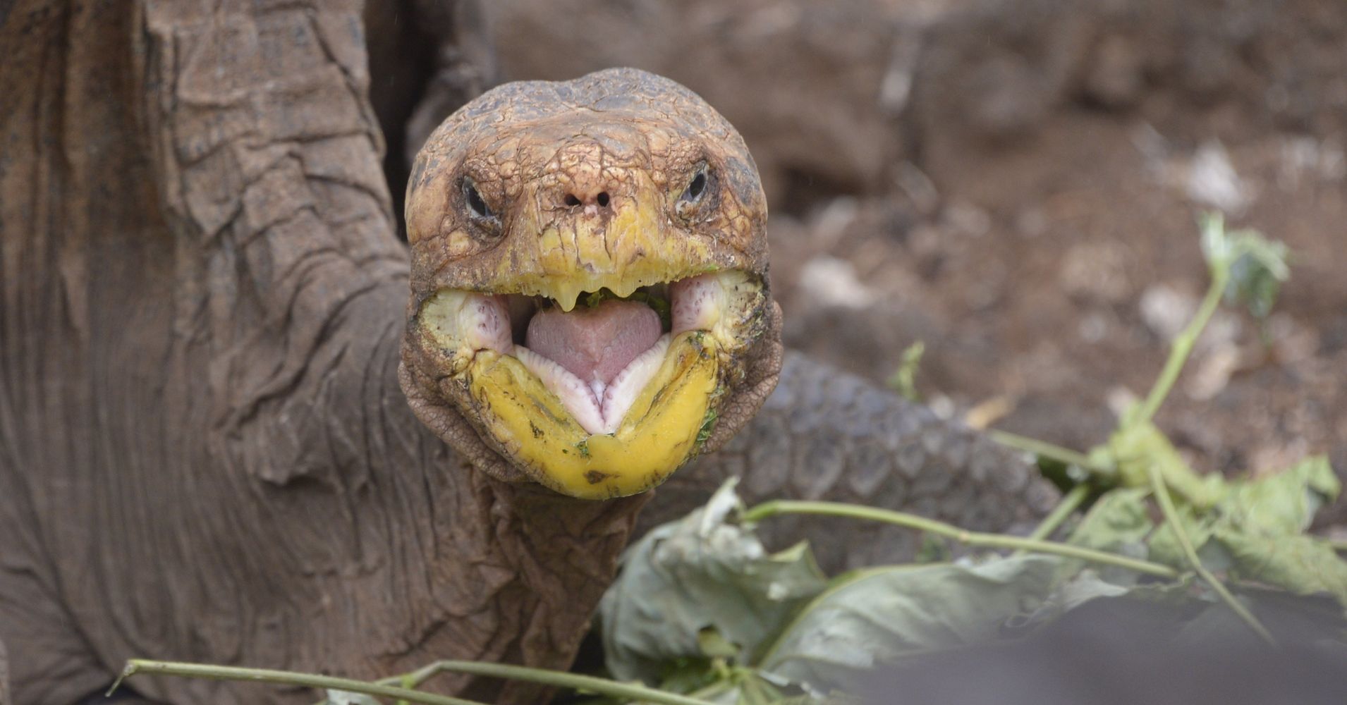 100 Year Old Tortoises Sex Drive Saved His Species From Extinction Huffpost