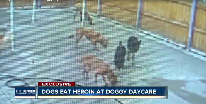 Two dogs required medical attention after a suspected drug dealer tossed bags of heroin into their play area on Tuesday.