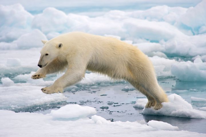 A male polar bear jumps between two pieces of ice at the Svalbard archipelago in Norway.