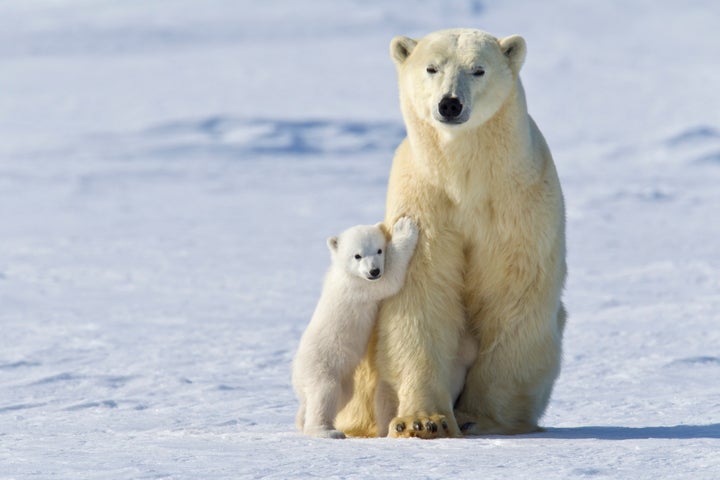 A mother polar bear and cub at Wapusk National Park in Manitoba, Canada.