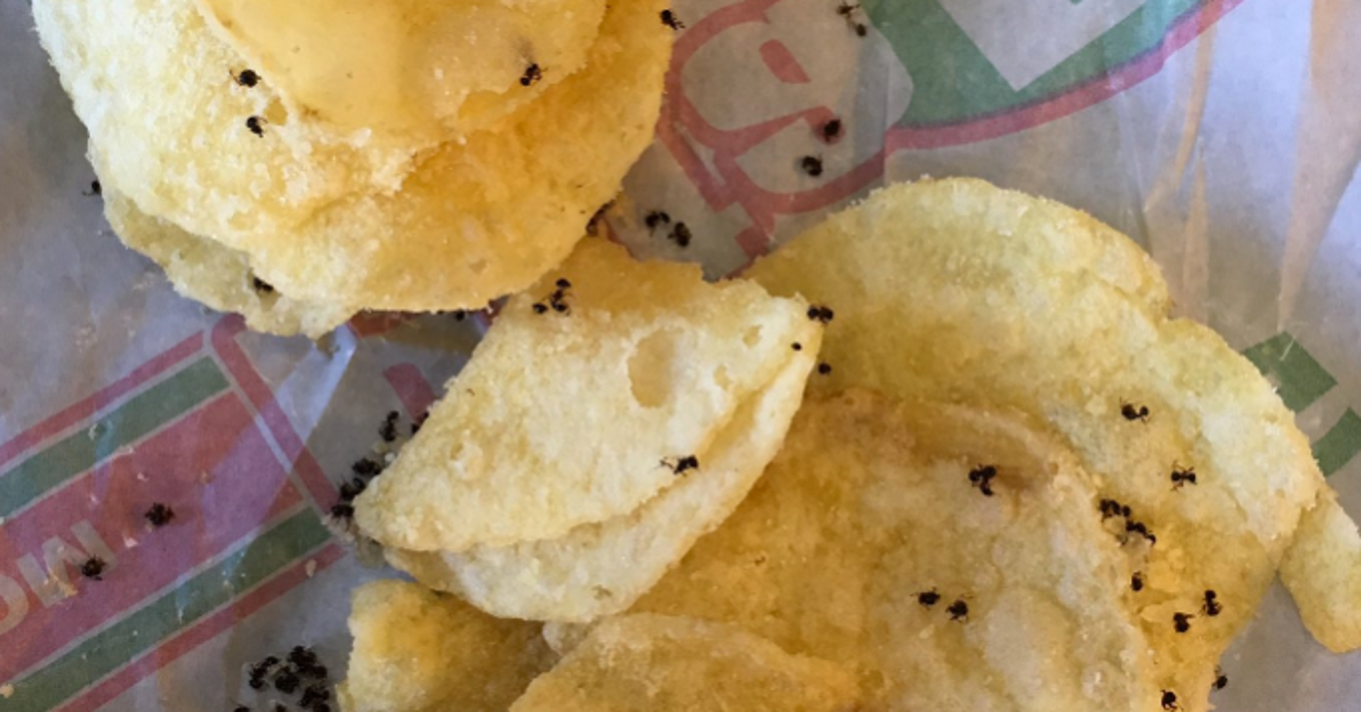 High School Student Accidentally Eats Dead Ants On Potato Chips, Almost
