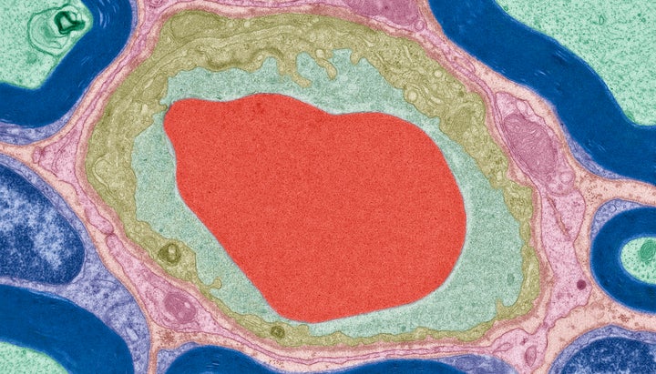 A pericyte surrounding a capillary.