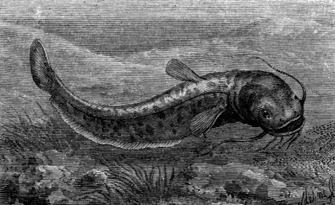 The wels catfish 