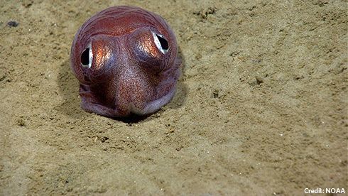 The New England Coral Canyons and Seamounts Marine National Monument will protect habitat for a range of ocean life, including the bobtail squid, seen here in the undersea canyons area. 
