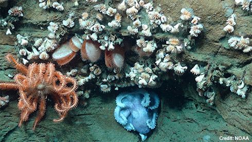 A brisingid sea star, octopus, bivalves, and a group of cup corals gather in an undersea chasm off New England. Marine animals often form groups like this on rock ledges and canyon walls.