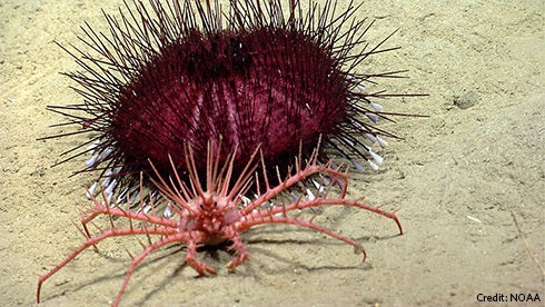 A lithodid king crab (foreground) and spiky urchin on the seafloor, in waters that are now part of the New England Coral Cany