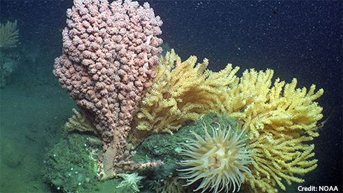 Bubblegum coral, several colonies of an anemone, and sea star are among the diverse array of flora and fauna found in the new monument’s canyons. 