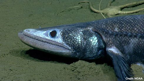 Deep-sea lizardfish inhabit areas of the monument. They use their lower jaw to scoop in sand in their search for food. 