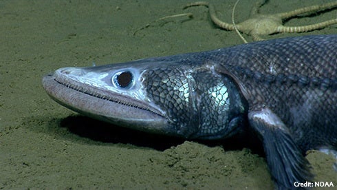 Deep-sea lizardfish inhabit areas of the monument. They use their lower jaw to scoop in sand in their search for food.